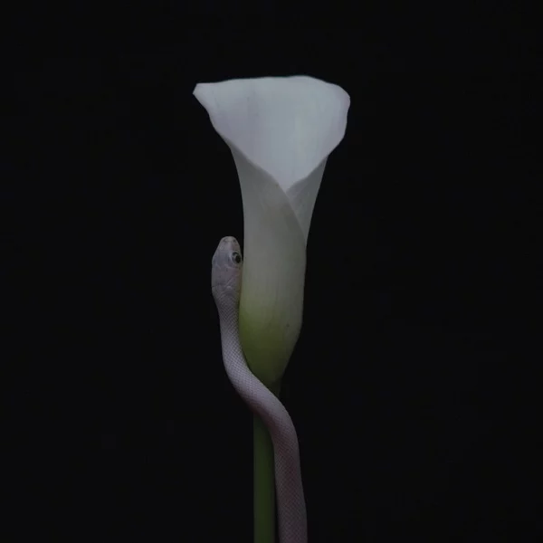 Pochette de Parrhesia